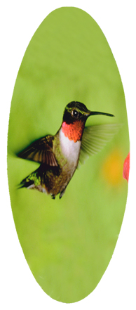 Humming Bird 1